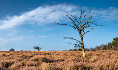Dry nature with dead lonely tree
