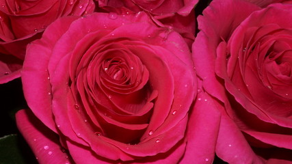 flowering garden plants: roses, gerberas, irises