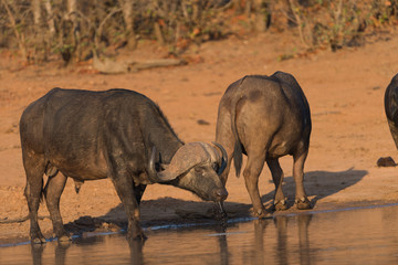 Cape buffalo, African buffalo in the wilderness