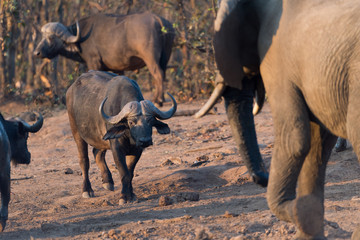 Obraz premium Cape buffalo, African buffalo in the wilderness