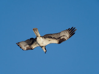 Osprey, Pandion haliaetus