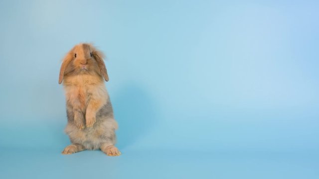 Little brown bunny rabbit stand and look around then sit and stay on blue screen background.