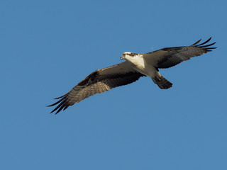 Osprey, Pandion haliaetus