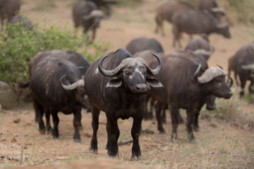 Cape buffalo, African buffalo in the wilderness