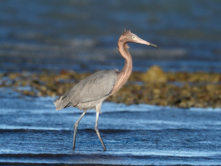 Reddish egret, Egretta rufescens