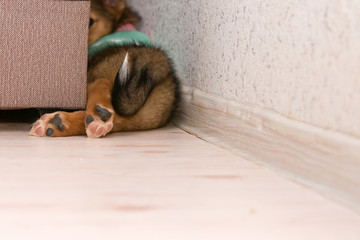 a small beautiful puppy climbed behind a sofa. only its hind legs and tail are visible