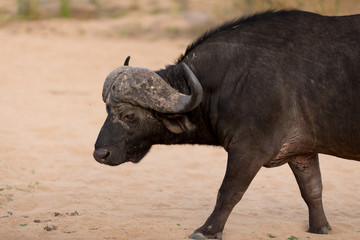 Cape buffalo, African buffalo in the wilderness