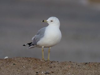 Obraz premium Ring-billed gull, Larus delawarensis