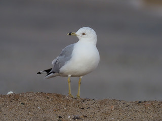 Ring-billed gull, Larus delawarensis