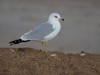 Ring-billed gull, Larus delawarensis