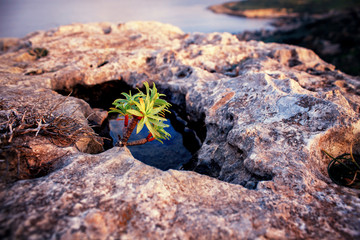 Exciting nature of plants who can grow in the harsh environments the hole in the stone cliff.