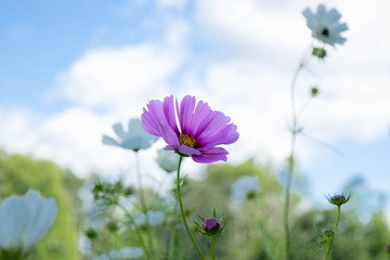 Obraz premium purple flower on background of blue sky