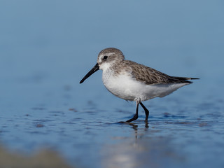 Sanderling, Calidris alba