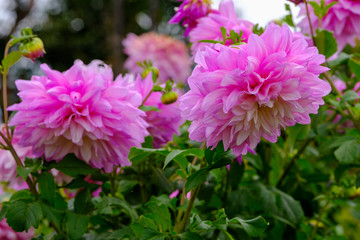 フラワーガーデン