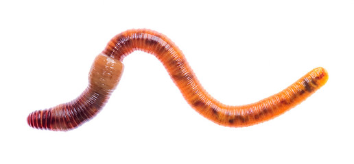 Macro shot of red worm Dendrobena, earthworm live bait for fishing isolated on white background.