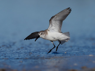 Sanderling, Calidris alba