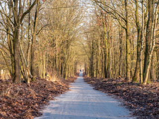 Straight path with clear nature future vision to a vanishing point