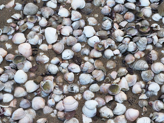 Sea shells on beach,