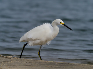 Snowy egret, Egretta thula