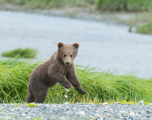 Brown Bear cub at McNeil River, Alaska © David McGowen