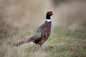Common pheasant, phasianus colchicus, Czech nature