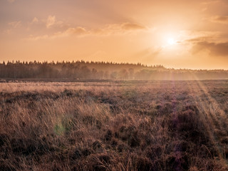 Ermelosche Heide with dry nature and huge trees