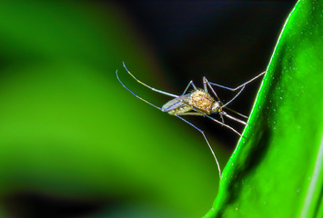 Mosquito on green leaf in the garden at night, close up