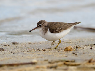 Spotted sandpiper, Tringa macularia