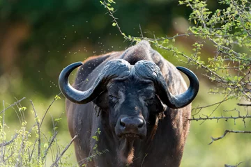 Fotobehang Kaapse buffel, Afrikaanse buffel in de wildernis © Ozkan Ozmen