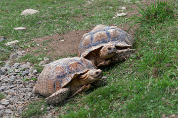 2 tortoises head for greener pastures at zoo in Upstate NY
