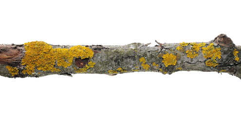Dry branch with yellow lichen isolated on white background, clipping path