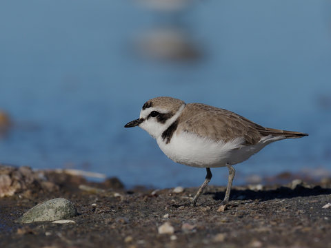 Snowy plover, Charadrius alexandrinus