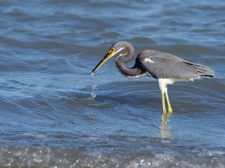 Tricoloured heron, Egretta tricolor