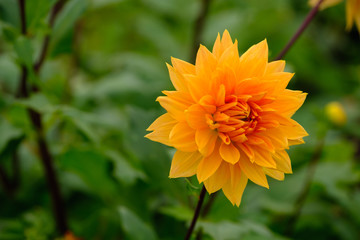 フラワーガーデン