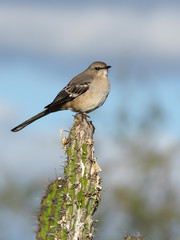 Tropical mockingbird, Mimus gilvus