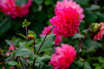 フラワーガーデン