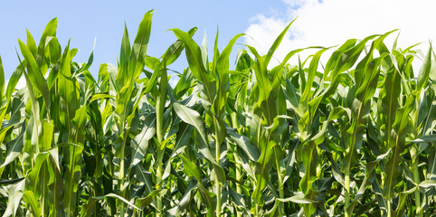 Fototapeta premium Plantação de milho e céu azul