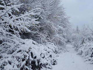 snow covered pine trees