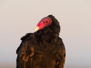 Turkey vulture, Cathartes aura
