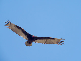 Turkey vulture, Cathartes aura