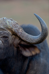 Cape buffalo, African buffalo in the wilderness