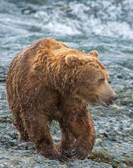 Naklejka na ściany i meble Brown Bear fishing for Salmon at McNeal River, Alaska