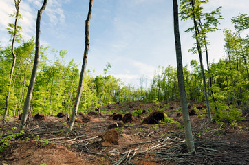 Land slide with cut trees in forest