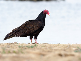 Turkey vulture, Cathartes aura