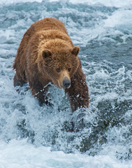 Obraz na płótnie Canvas Brown Bear fishing for Salmon in Alaska