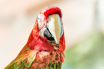 Fototapeta premium Ara is a genus of macaws, the green-winged macaw, also known as the red-and-green