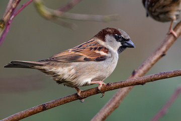 Portrait of House sparrow (passer domesticus) perched on branch 