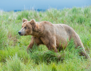 Fototapeta premium Brown Bear fishing for Salmon in Alaska