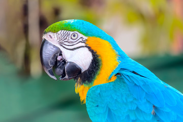 Ara is a genus of macaws, the green-winged macaw, also known as the red-and-green