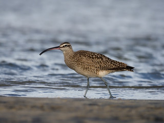 Whimbrel, Numenius phaeopus